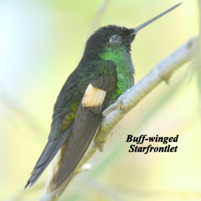 Buff-winged Starfrontlet